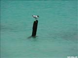 Isla Caja de Muerto - PONCE